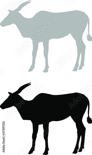 silhouette of a antelope