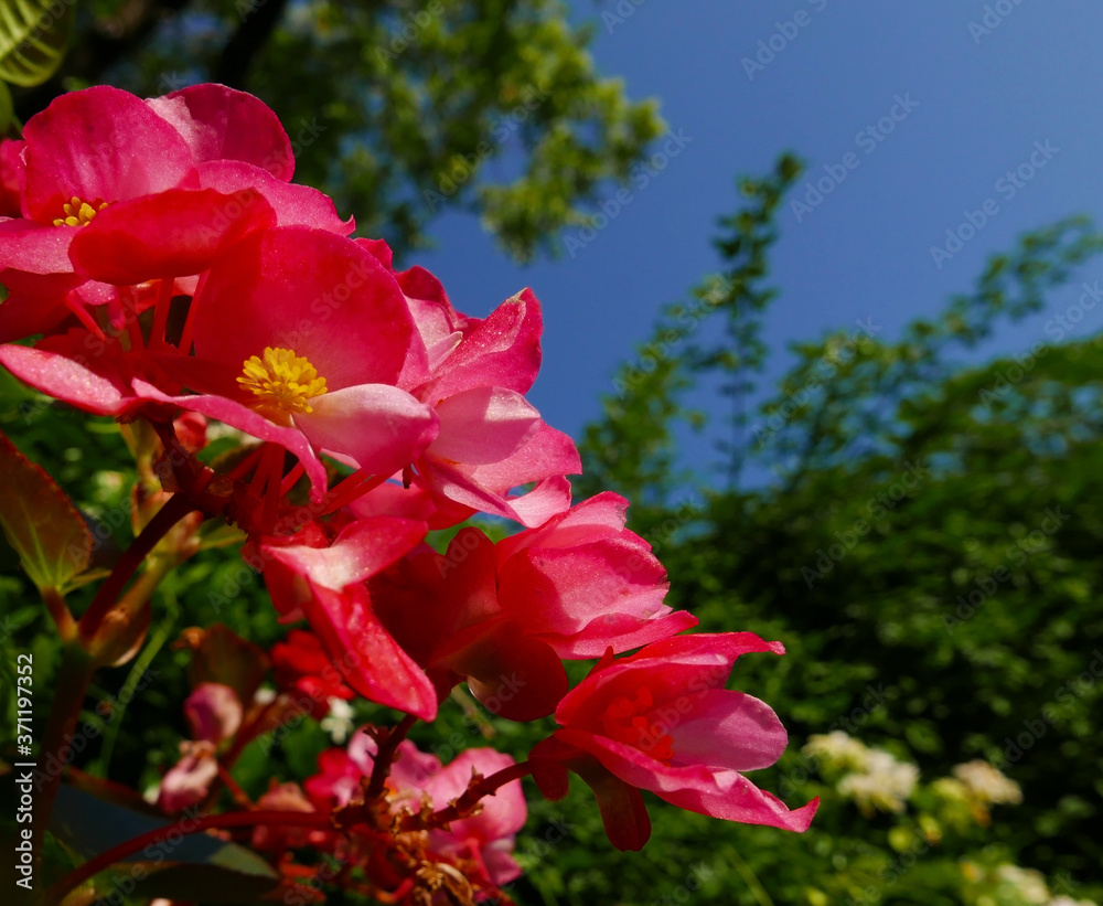 Obraz premium allegri e colorati fiori di begonia fioriti in estate