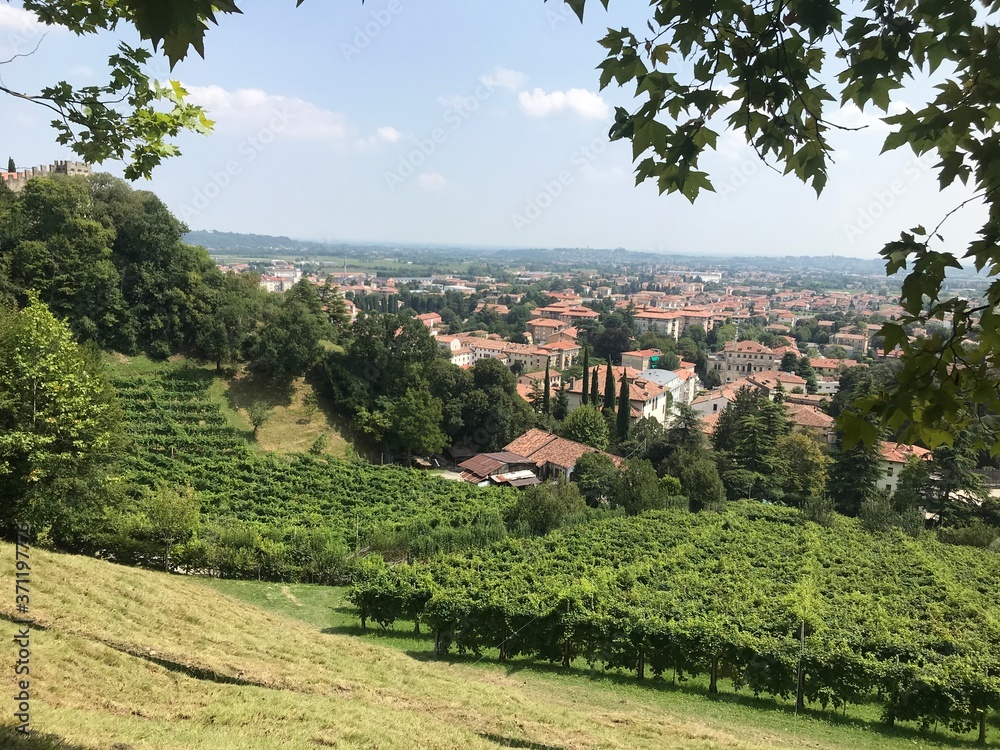 vineyard in italy