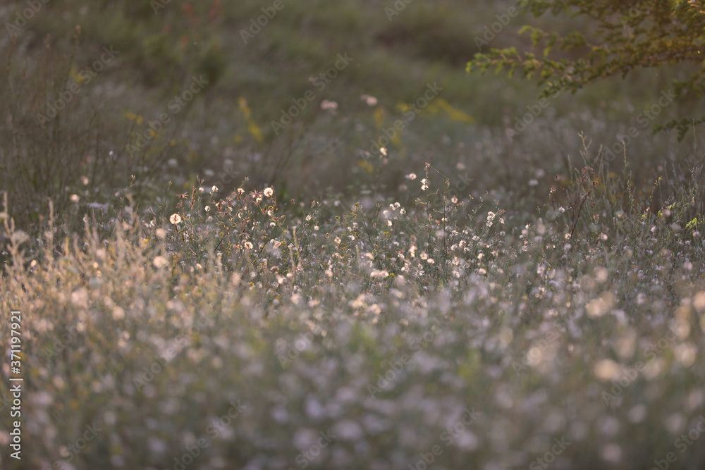 outdoor background with flowers and grass outdoor background with flowers and grass