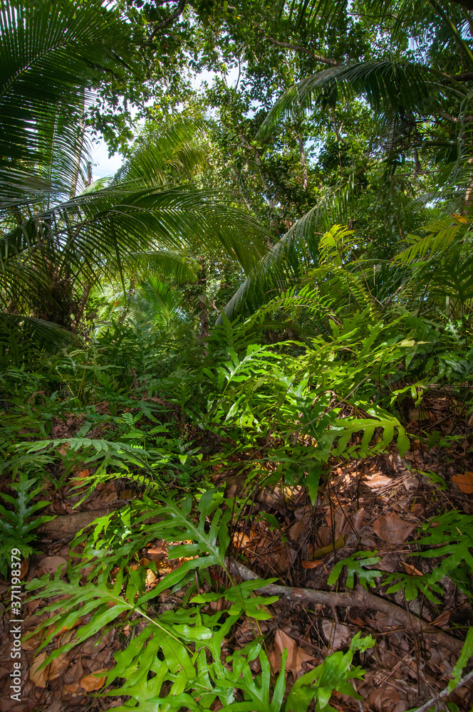 tropical forest in the jungle tropical forest in the jungle