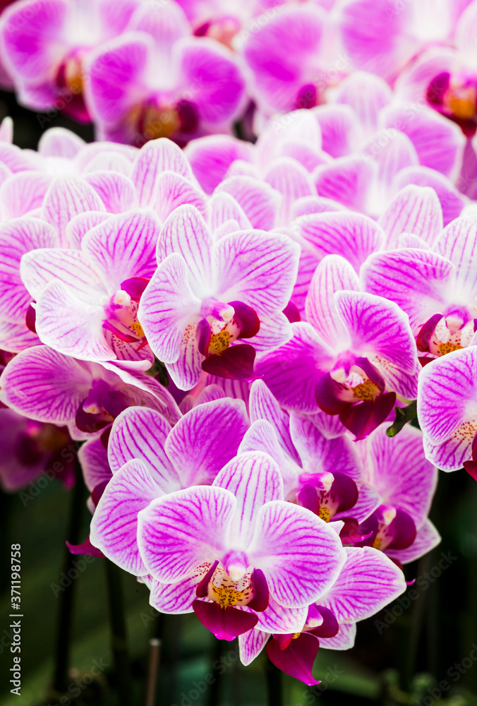 Close-up of moth orchid flowers with blurred background Close-up of moth orchid flowers with blurred background