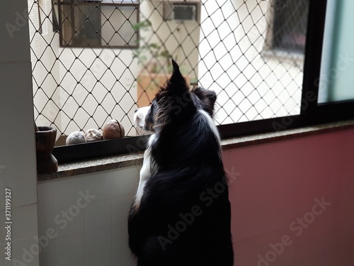 Border collie, cachorro curioso olhando a vizinhança