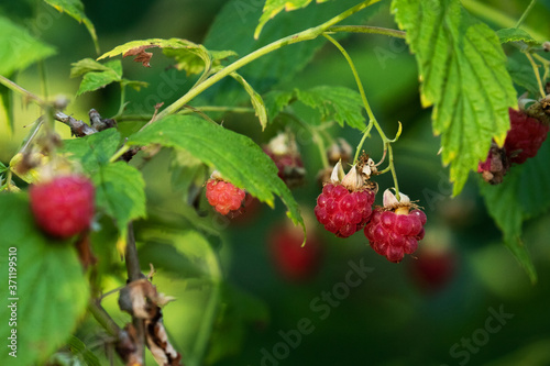 Fotografie Organic Wild Rasberry, Rubus idaeus juicy ripe fruit in summery Estonian forest