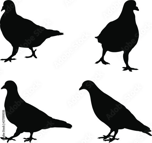 set of pigeons