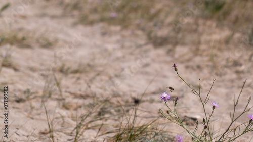 Closeup of wild flowers in the dunes sand with blurry background © Miro Nenchev