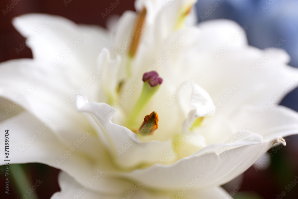 White lily blur abstract close up background. White lily blur abstract close up background.