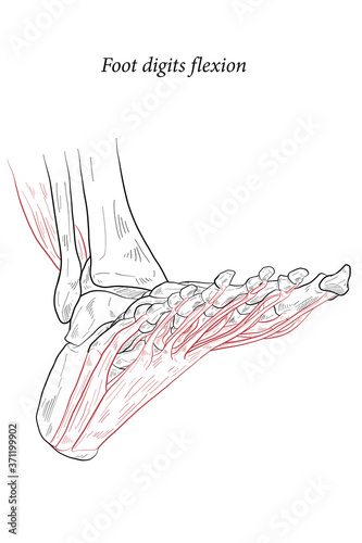 Medical illustration of Foot digits flexion muscles acting on the foot span from above the knee to various points on the foot skeleton. Line drawing for medicine; student learning; and sports science.