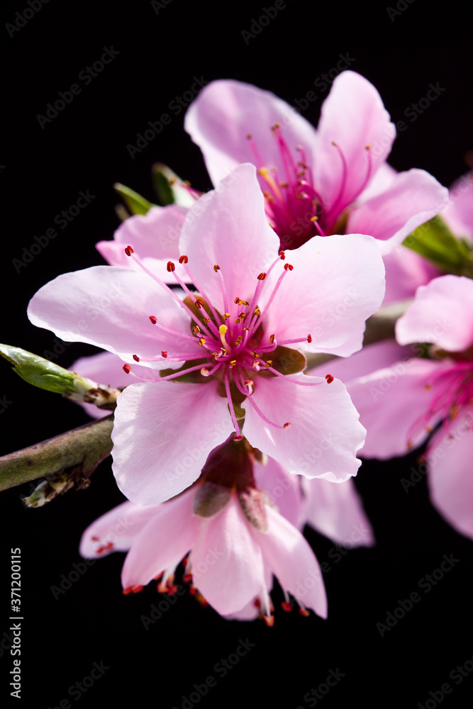 Close-up peach flowers In front of the black background 
