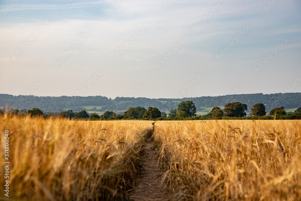 A Barley Field in the Summer