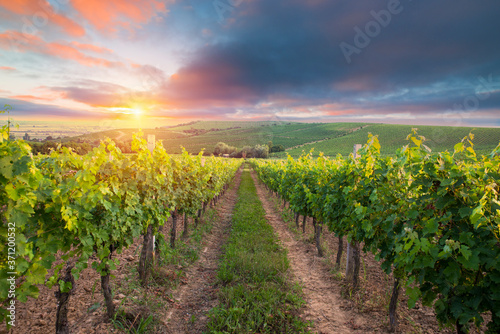 Chianti vineyard landscape in Tuscany  Italy field