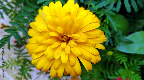 Calendula. Marigold flower close-up. Beautiful yellow chrysanthemums grow in a flower bed in the garden.