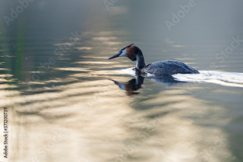 Great Crested grebe in a lake photo