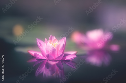 Fototapeta Naklejka Na Ścianę i Meble -  pink lotus flower in water soft focus