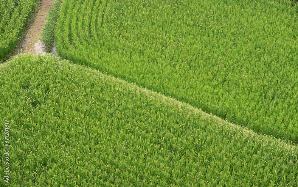 High angle view of rice field in japan High angle view of rice field in japan