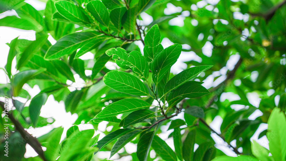 Green and fresh leaves of Custard apple tree also known as sugar apple Green and fresh leaves of Custard apple tree also known as sugar apple