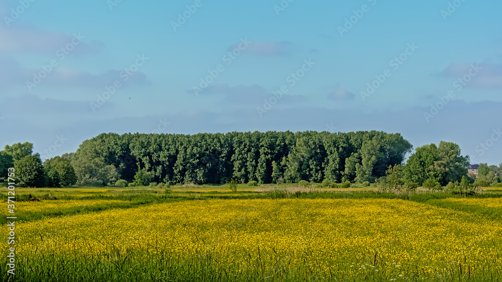 
Download preview
Spring field with many yellow buttercup flowers and trees in `Bourgoyen` nature reserve in Ghent, Flanders, Belgium
