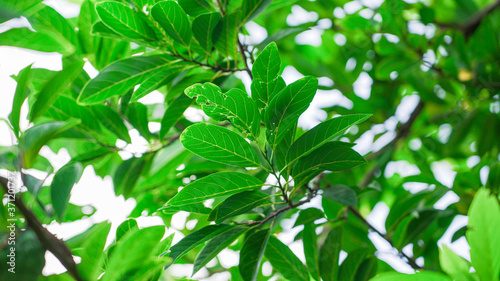 Green and fresh leaves of Custard apple tree also known as sugar apple