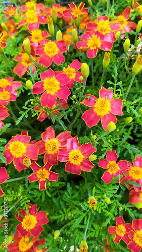 Fototapeta Naklejka Na Ścianę i Meble -  Small red and yellow flowers on a background of green foliage. Flowering shrubs in the garden.