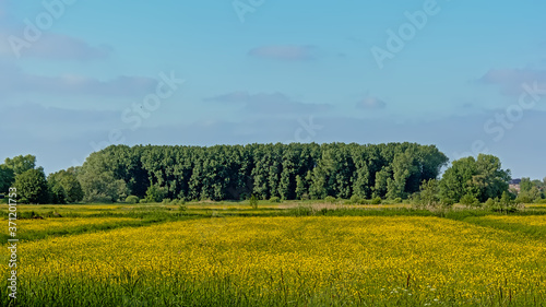 Download preview Spring field with many yellow buttercup flowers and trees in  Bourgoyen  nature reserve in Ghent  Flanders  Belgium 