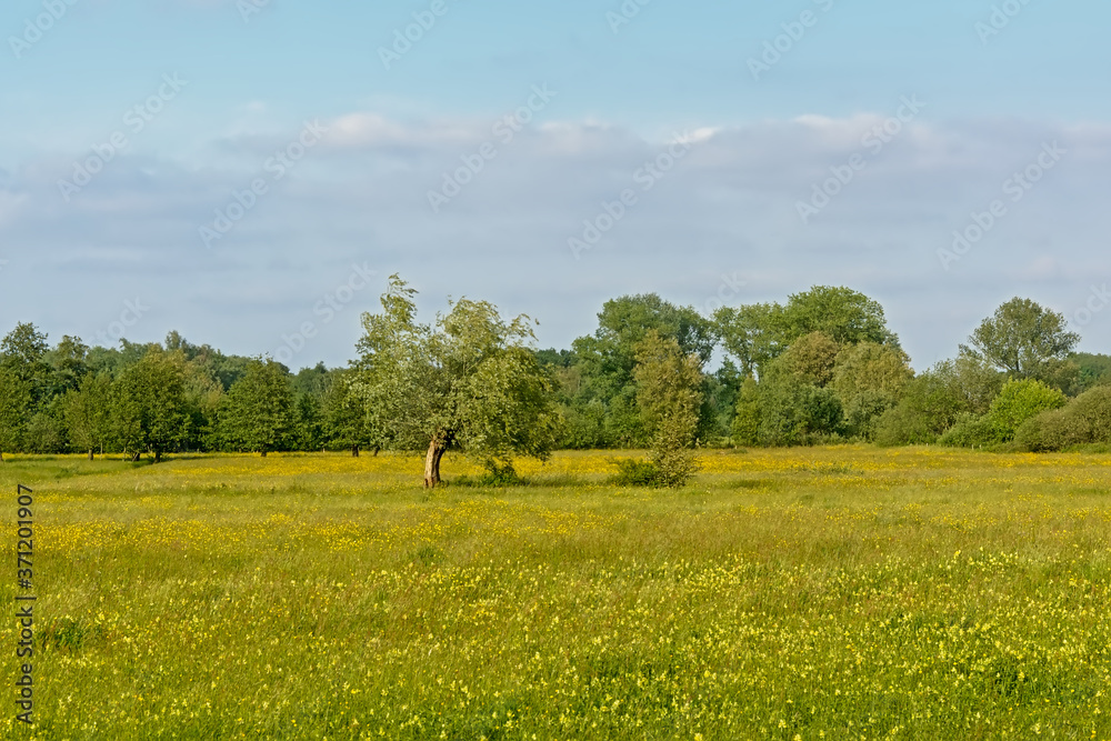 Spring field with many yellow buttercup flowers and trees in `Bourgoyen` nature reserve in Ghent, Flanders, Belgium
