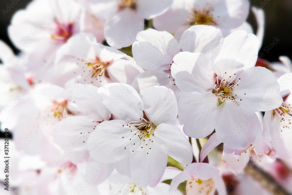 cherry blossoms blooming in Alishan of Chiayi. Alishan Forest Recreation Area in Chiayi, Taiwan. cherry blossoms blooming in Alishan of Chiayi. Alishan Forest Recreation Area in Chiayi, Taiwan.