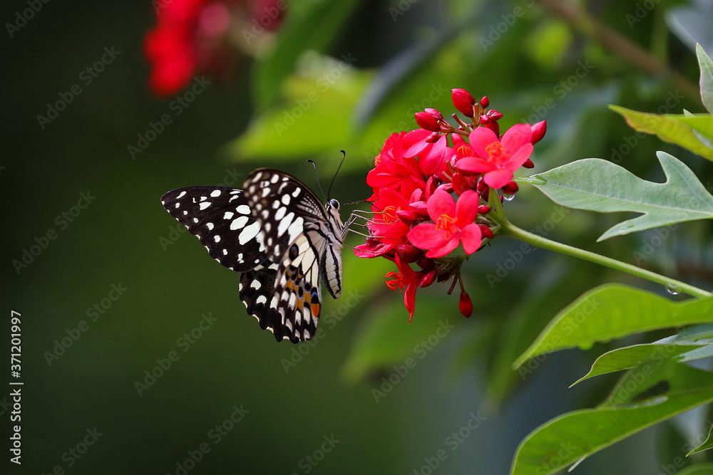 Beautiful butterfly on the flower.