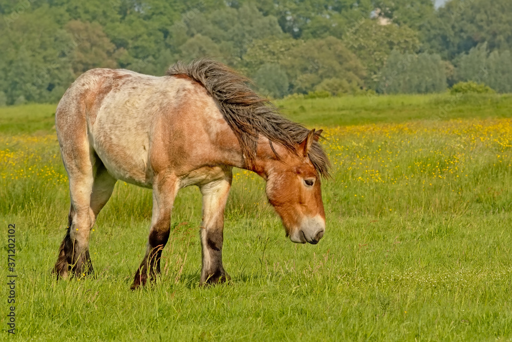 Brown Belgian draft horse grazing in a meadow. Brown Belgian draft horse grazing in a meadow.