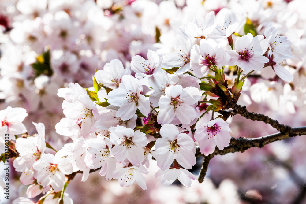 Close-up Cherry blossoms with the Blurred background Close-up Cherry blossoms with the Blurred background