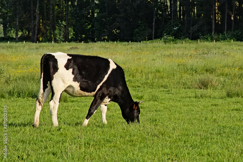 Black and white white cow grazing in a meadow in nature.