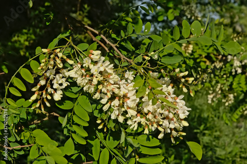 Sunny white flowers and green leafs of a black locust tree - robinia pseudoacacia 