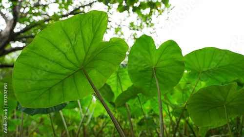 Fresh and green Taro plant in a field photo