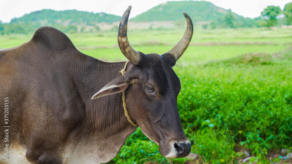 Portrait of a Brown bull horns in a village Portrait of a Brown bull horns in a village
