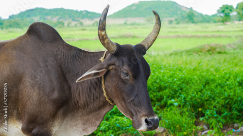 Portrait of a Brown bull horns in a village