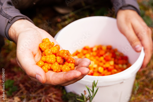 Picking fresh and ripe Cloudberries, Rubus chamaemorus as a Northern delicacy in Estonian bog.  photo