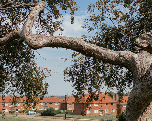 old tree in the city photo