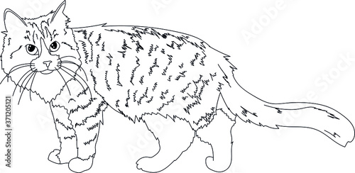home cat sketch drawing line contours realism isolated on white