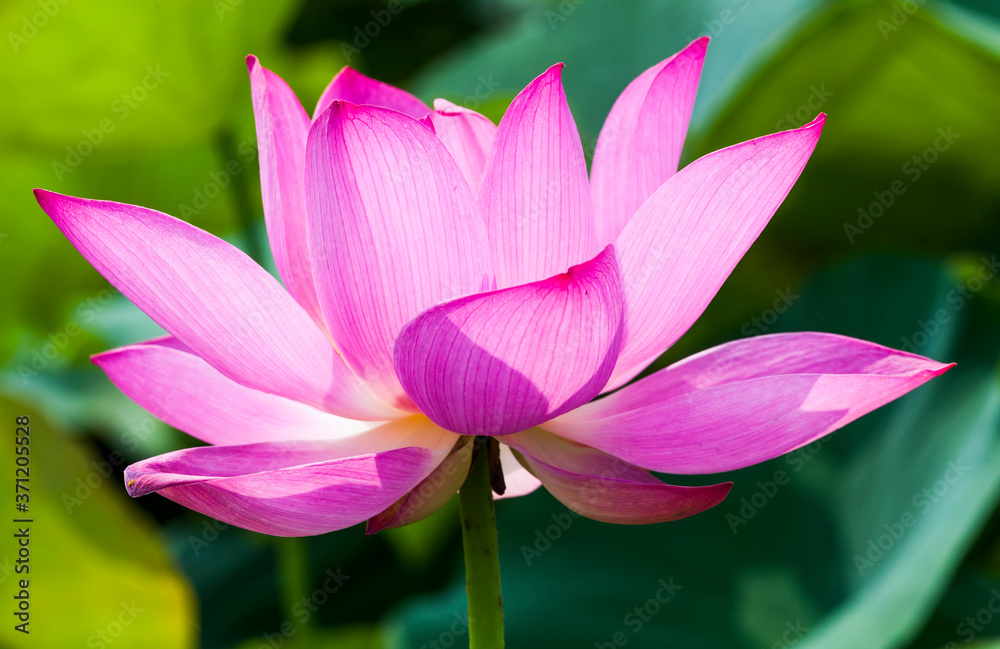 Close-up of the lotus flower in the garden with blurred background Close-up of the lotus flower in the garden with blurred background