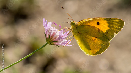 Butterfly (marigold) foraging for a flower