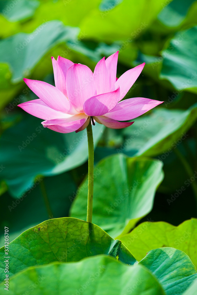 Close-up of the lotus flower in the garden 