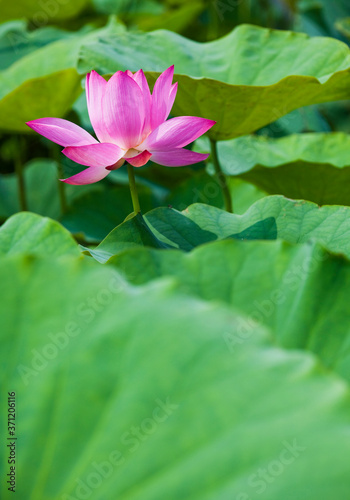 Close-up lotus flower in the garden with blurred background 