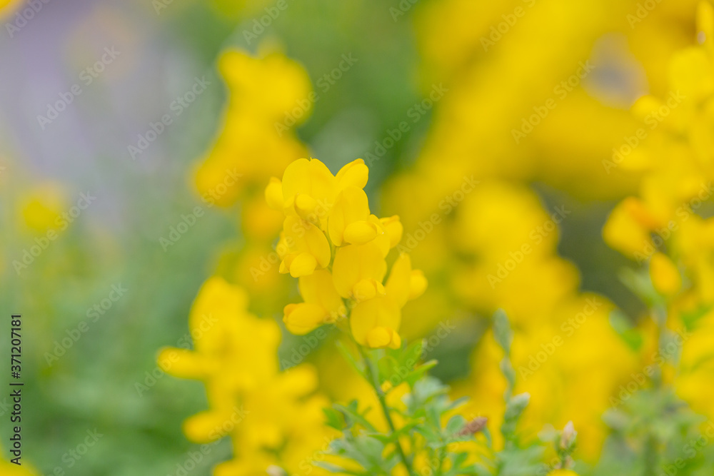 Yellow flower gorse blooming in spring,Cytisus scoparius (Linn.) Link,Scotch Broom Yellow flower gorse blooming in spring,Cytisus scoparius (Linn.) Link,Scotch Broom