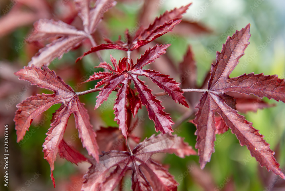 Close up cranberry hibiscus leave in the garden Close up cranberry hibiscus leave in the garden