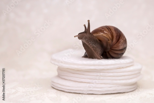 Achatina snail. Cotton pads. Macro photo. Brown snail on cotton pads. Preparation for a cosmetic procedure. Close-up. Beauty idea for a snail procedure. Natural beauty of skin