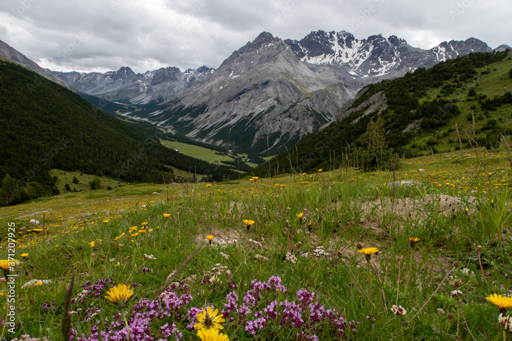 Das Val Mora im Schweizer Nationalpark Graubünden Stock Photo | Adobe Stock