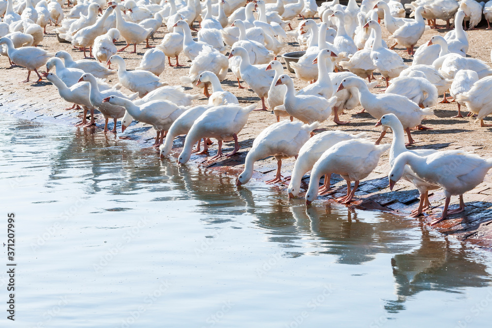 Naklejka premium Goose on a traditional free-range poultry farm in Taiwan