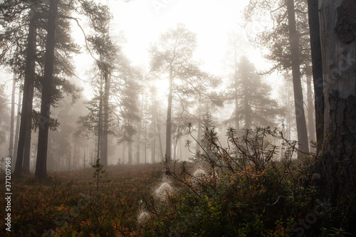 Beautiful foggy morning in a primeval Finnish taiga forest in Northern Europe during autumn. 