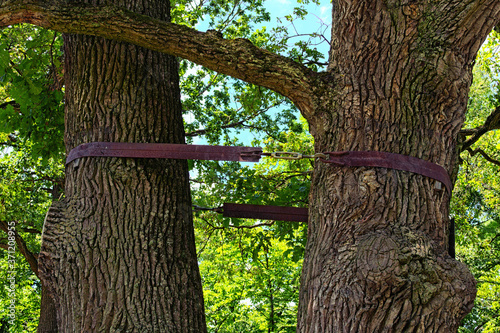 One very old oak tree with two trunks. The two trunks are connected to each other with a metal tape. The Arboretum Oleksandriya, Bila Tserkva, Ukraine