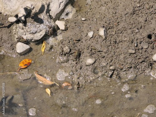 Fiddler Crabs are on the shore next to estuary of Taiwan 