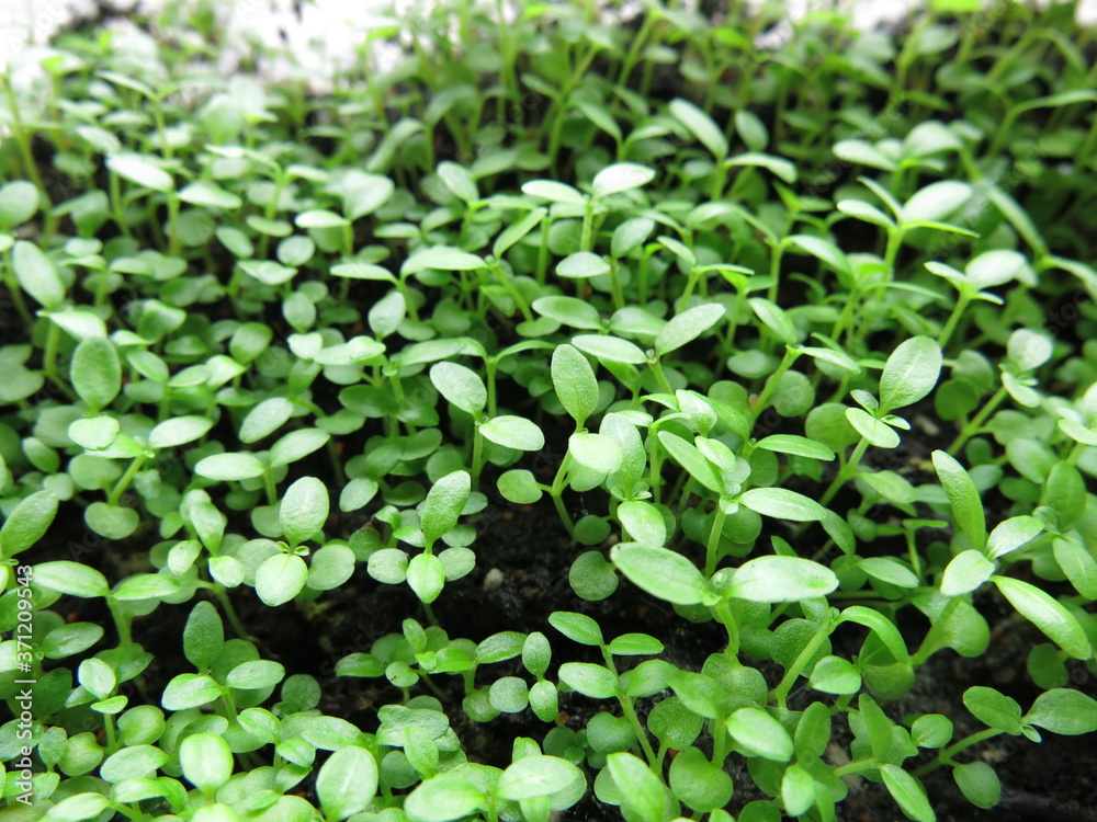 the seedling of plants are growing close up the seedling of plants are growing close up